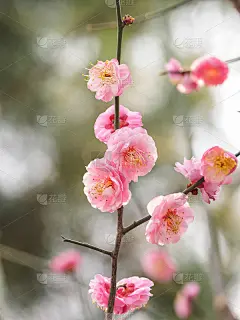 春花系列:桃李公园绽放。