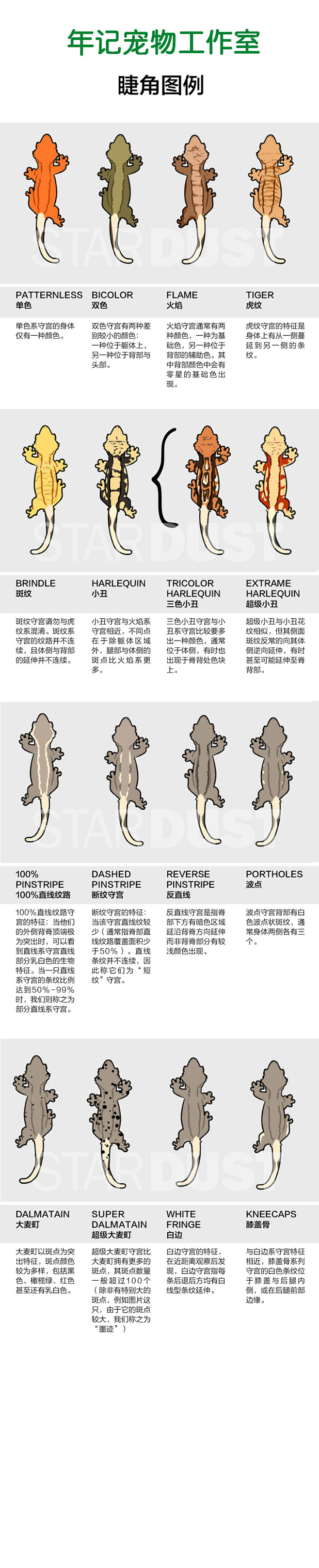 全国包邮活体 睫角守宫 幼体 亚成体 爬...