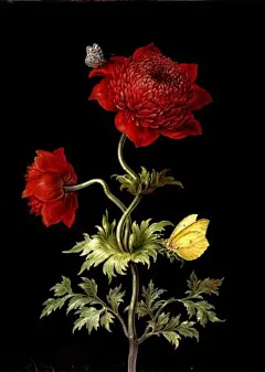 德国画家Barbara Regina Dietzsch(1706-1783)

暗色背景下鲜艳的花朵。总有丝丝邪恶意味。 ​​​​