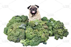 巴哥伸着舌头坐在一大堆花椰菜里，惊讶地看着。