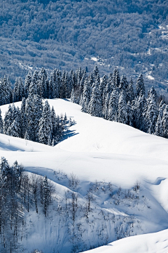 翠玉竹林采集到雪景