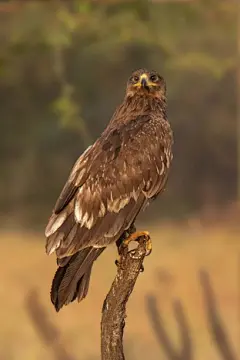 大斑点鹰的特写图片下载