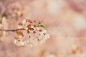 Morning Cherry Tree | Flickr – 相片分享！ #美景# #摄影师#