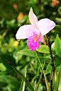 Flowers macro proyect on Behance