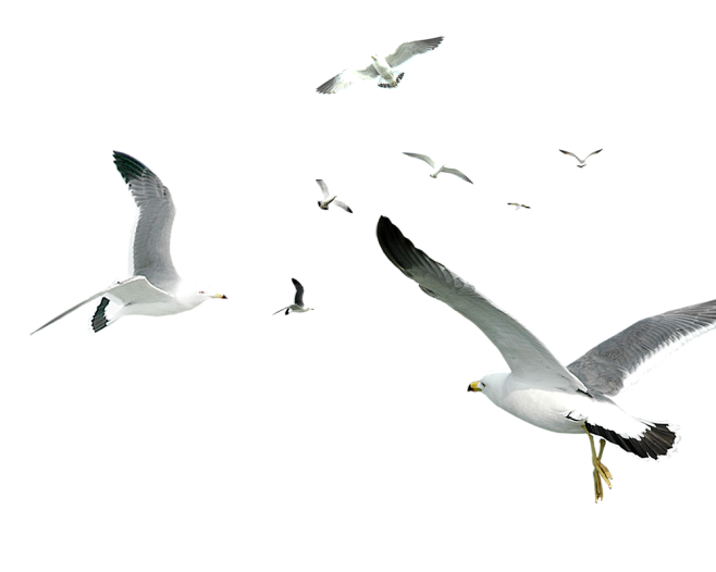 png-海鸥
