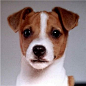 Image detail for -Jack Russell Terrier Puppies, Jack Russell Terrier Breeders, Jack ...