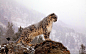 General 2560x1600 animals leopards bars