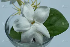 来自印度尼西亚的茉莉