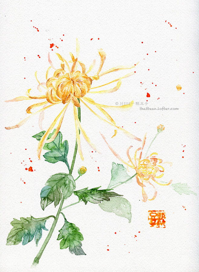 水彩插画——菊花-Jessie一颗豆子_...