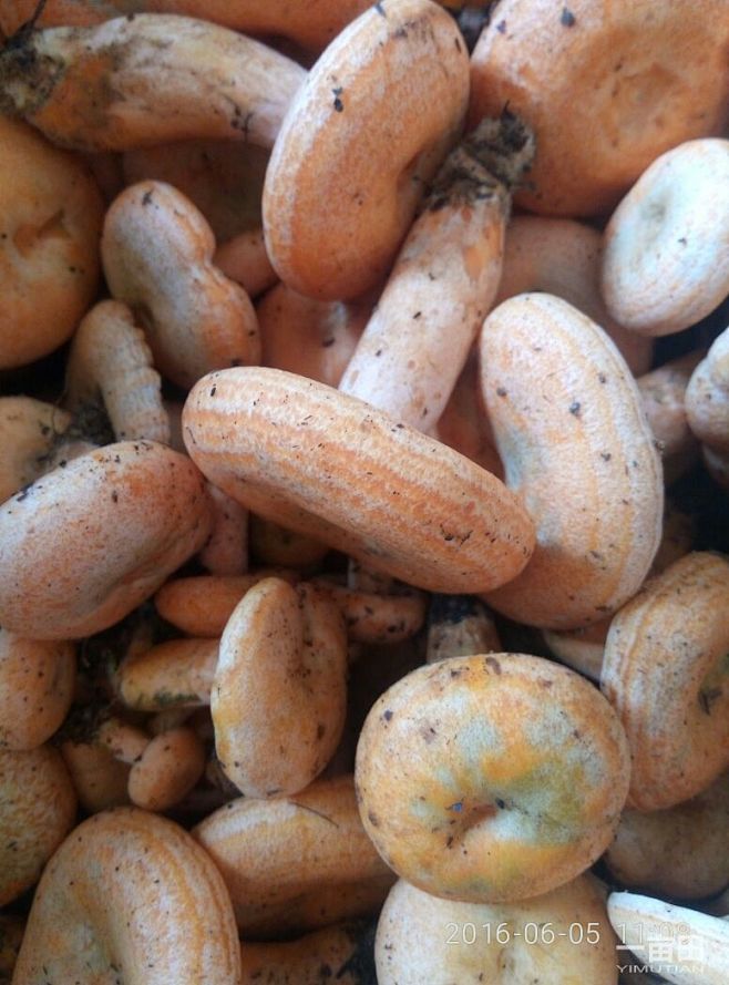 野生松树菌松树菇小松茸雁来蕈枞菌重阳菌