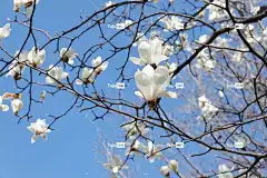 玉兰木兰 花朵 树 花壁纸 白色的花 分行 花卉背景 春天 蓝天