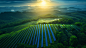 milochia_solar_roofnature_photographygreendaylightmetropolitanw_d964fa65-84c8-404a-8a30-7a071bf83659