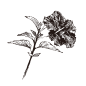 木槿_PNG线稿素描手绘植物花水仙菊化妆品包装海报平面AI矢量设计素材