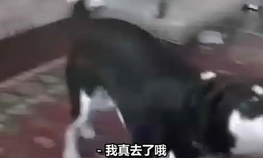 汪星人哀求主人给它买小猫的故事 (公益~...