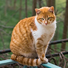 淡淡空烟火采集到爱呀爱呀猫猫咪