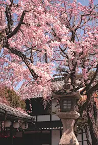 路过一片烈焰繁华