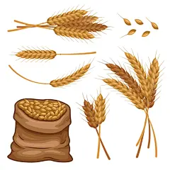 小麦插画元素矢量图设计素材