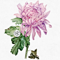 Botanical flowers illustrations