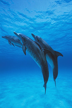 海洋生物