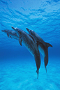 鲸目·海豚科·原海豚属：大西洋点斑原海豚
