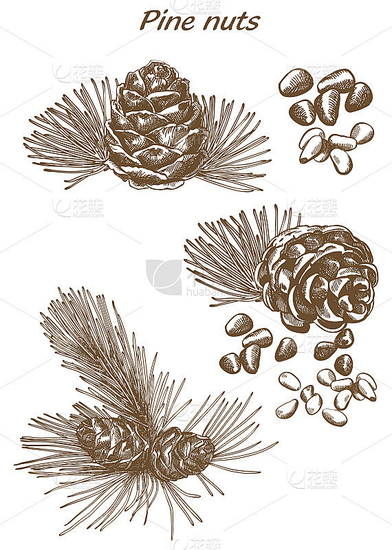 松子素描套