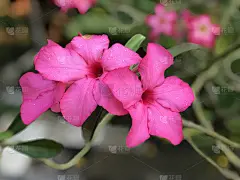 粉红色的Adenium花模糊背景