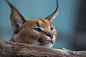 Caracal's world