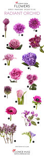2014 Color of the Year Radiant Orchid - Flower Inspiration: 
