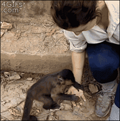 安安可采集到Pets
