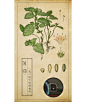 MINI 汽车植物图鉴