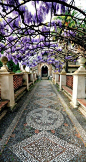 紫藤覆盖的通道在蒂沃丽花园伊斯特别墅，意大利 