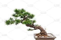 白色背景上的中国艺术盆景