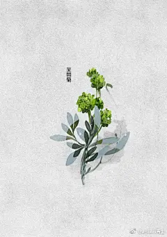 #锦卉# 【绿色系】花名：芙蓉菊  产中国中南及东南部（广东、台湾），中南地区时有栽培。中南半岛、菲律宾、日本也有栽培。是一种民间草药，治小儿惊风，解麻痘作痒有效。 ​​​​