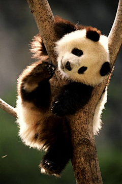 三生小道采集到熊猫