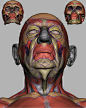 Head - Anatomical/Structural Study