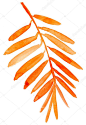 橙色的棕榈叶水彩
