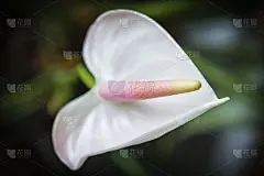 白掌花靠近