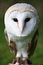 magicfran:

Barn owl by Robert Seber on Flickr.
