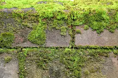 纹理效果,古老的,苔藓,砖,水,艺术,水平画幅,墙,块状