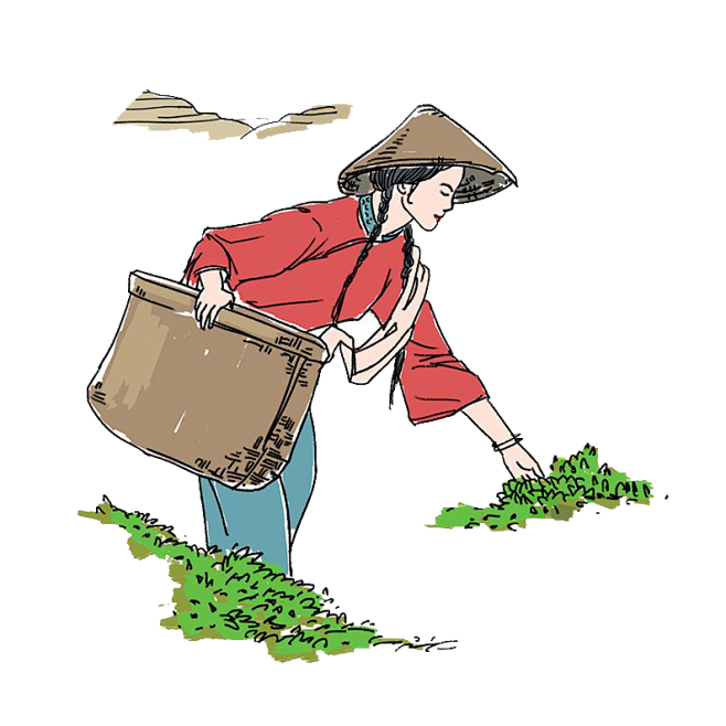 采茶女采摘茶叶手绘彩绘