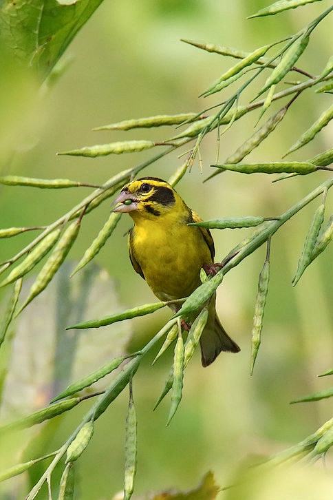雀形目燕雀科金翅雀属高山金翅雀