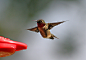 Hummingbird | Flickr - 相片分享！