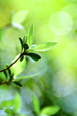 漂亮绿叶自然风景高清iPhone 4s壁纸