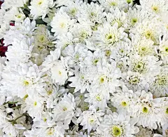 白色的花朵