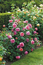 開花品種：丰花月季 Rosa cultivars Floribunda