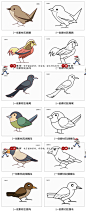 1314幼儿园绘画涂鸦填色鸽子金鸡飞行鸟类动物简笔画线稿电子素材-淘宝网