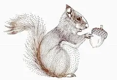 Image result for 松鼠 插画