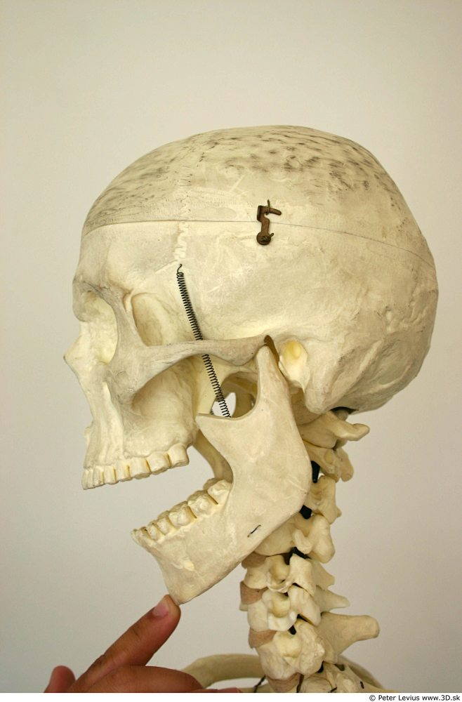 Skeleton_0054
