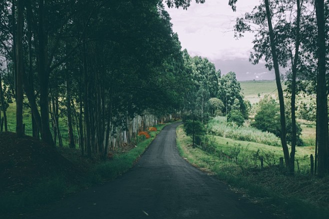 road, forest, trees