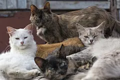 点击来源直接获取大图文件 |流浪猫